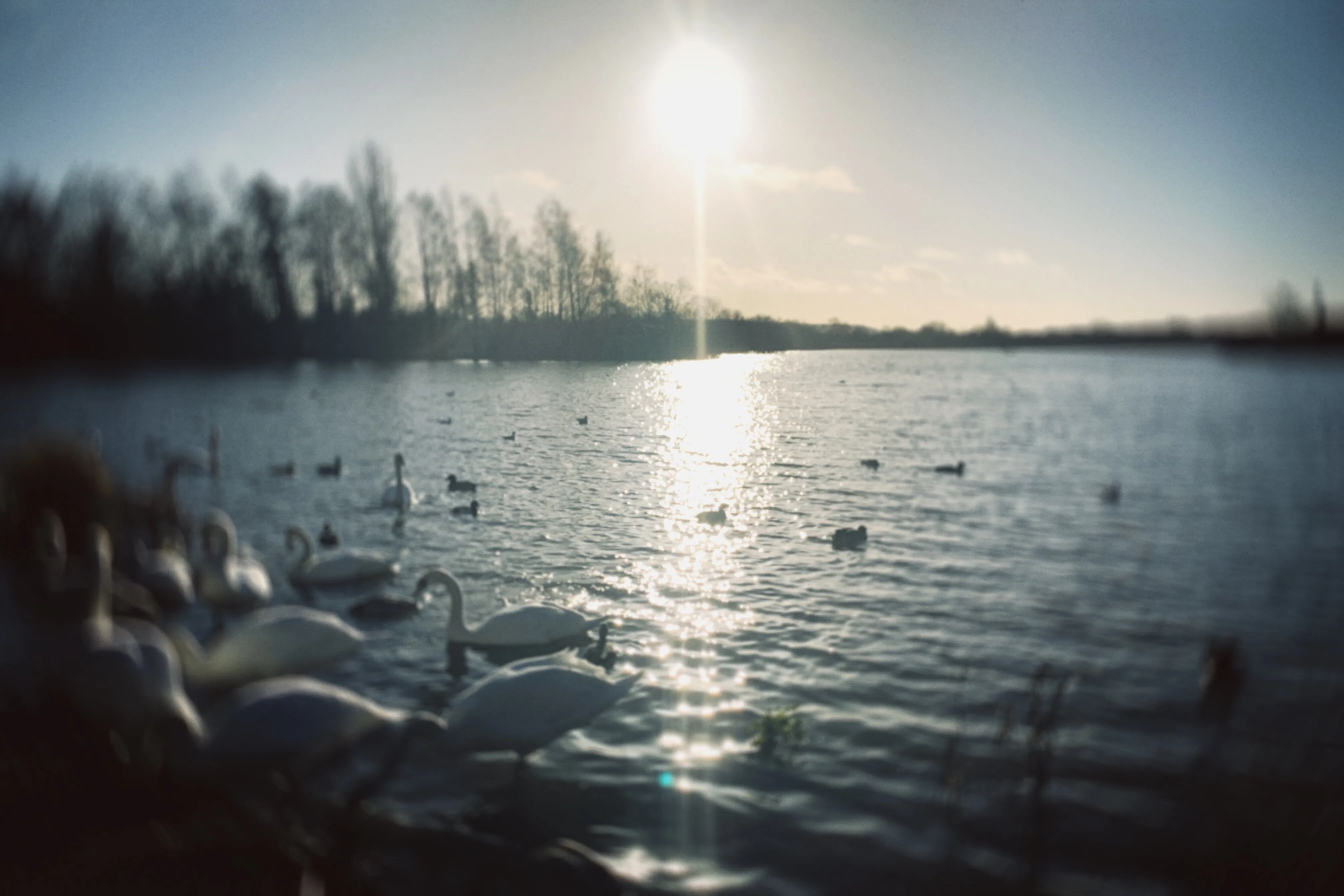 The lake shore on a sunny winter day, with lots of swans on the shore.