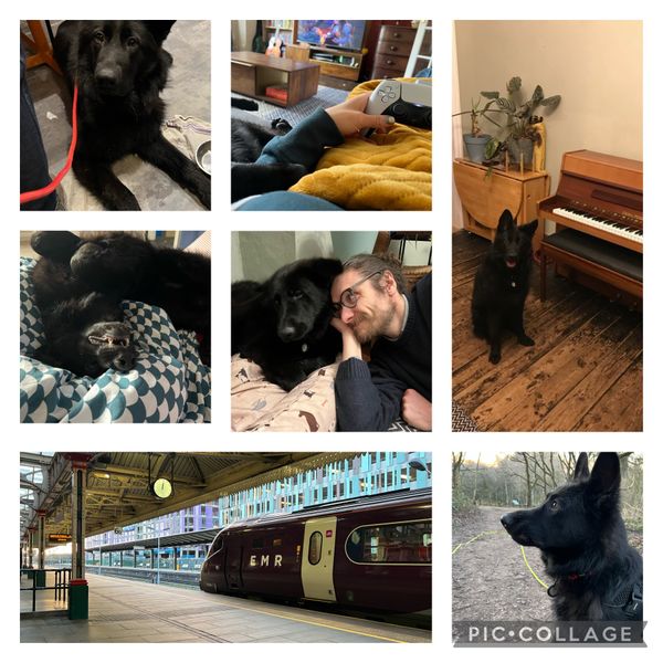 Collage of pictures from February: my dog Juno looking cute at the restaurant while we ate lunch; me sat on the sofa playing horizon forbidden west while Juno rested his head on my arm; Juno next to our new piano; Juno sleeping belly up; Juno and Thom hanging out; an EMR train stopped at Nottingham station; Juno looking super cute in the woods.