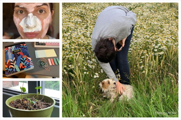 Collage of pictures: me with a face mask on, new notepad and stationery bits, my nearly dead string of hearts throwing shoots again, Thom petting Laika, his sister's dog.