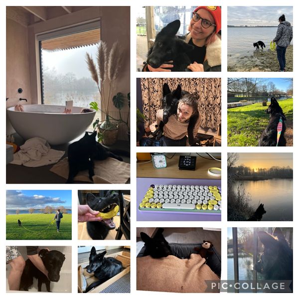 Collage of pictures from January: me reading in the tub with Juno lying next to the tub; Juno and I being cute together; Thom and Juno by the water in Rutland water; Thom giving Juno a piggy back; Juno basking in the sunshine in Cambridge; my new cute pastel keyboard; Juno by the lake in Essex; Juno munching on his banana toy; Juno looking soggy and sad when we bathed him; Juno lying on top of our ikea box while we were trying to build something; Juno all tucked in covered with his blanket; Juno looking at the river Cam from a bridge.